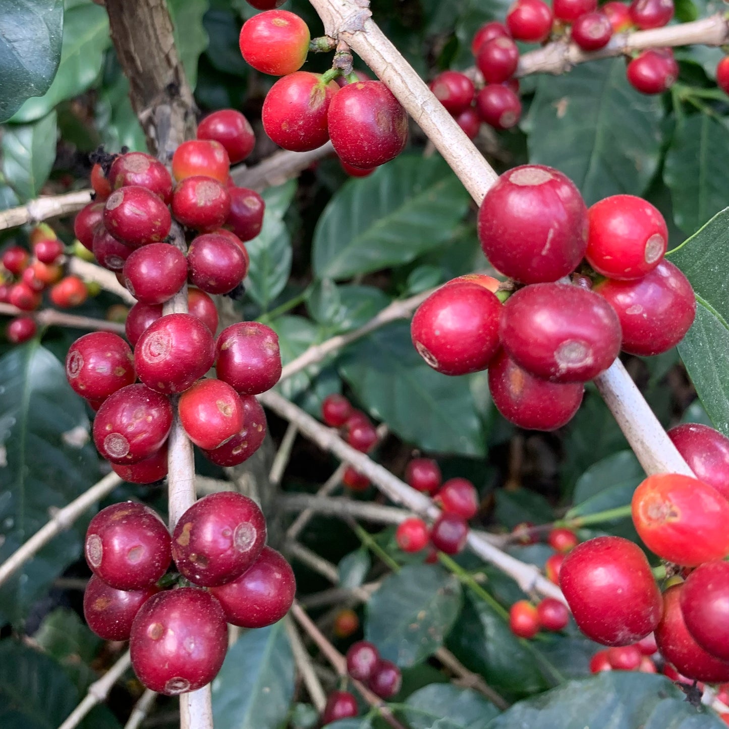 SPEEDY-BIRD LIGHT ROAST